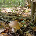 Szychowka Szczawina