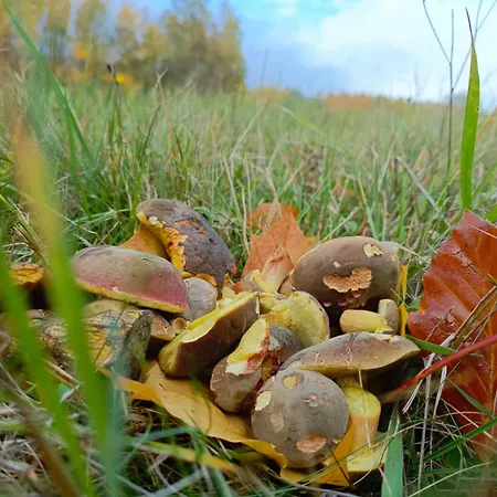 بيت للعطل Szychowka