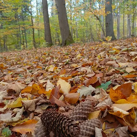 Szychowka بيت للعطل *