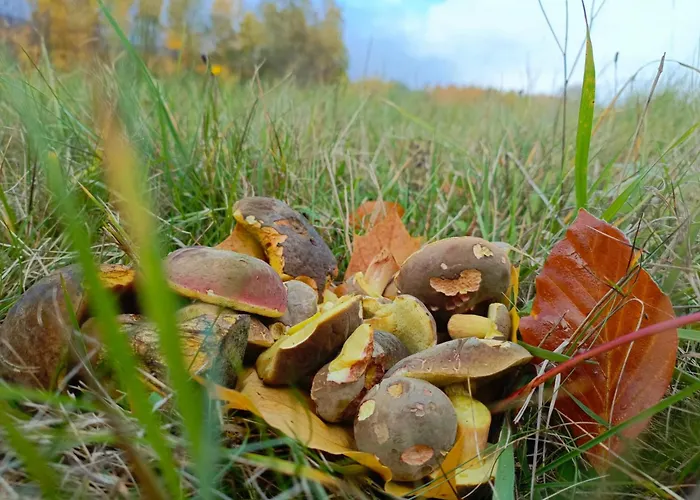 Prázdninový dům Szychowka