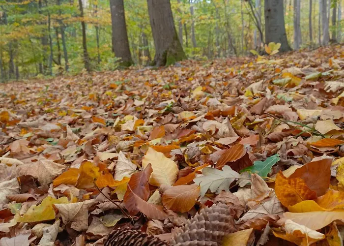 Szychowka Prázdninový dům *